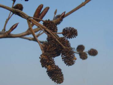 Die letztjährigen Früchte von Alnus rugosa