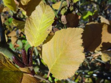 Herbstfärbung bei Alnus rugosa