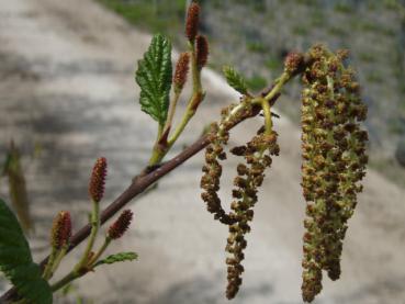 Alnus rugosa: Weibliche und männliche Blüten an einem Trieb