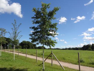 Die Purpurerle (Alnus spaethii) ist ein schnellwüchsiger Baum.