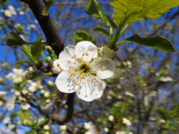 Weiße Blüte der Pflaume Königin Viktoria