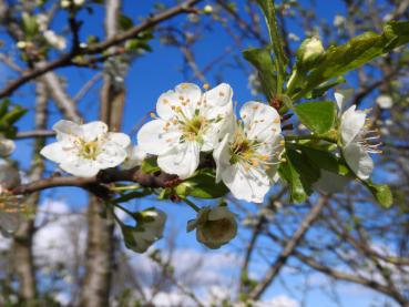 Die Pflaume Königin Victoria blüht im Frühjahr weiß.