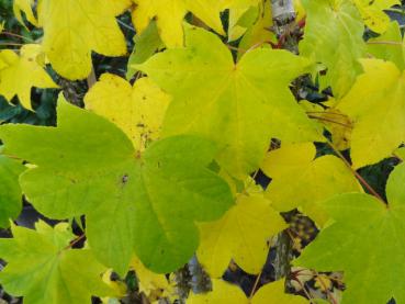 Herbstfärbung bei Kalopanax pictus