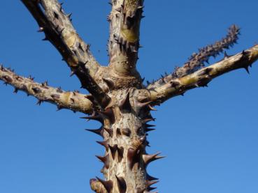 Kalopanax pictus mit winterlichen Trieben