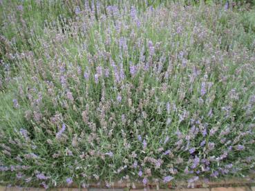 Äkta lavendel, Lavandula angustifolia