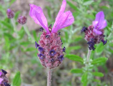 Lavendel Papillon