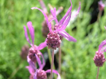 Lavendel Papillon