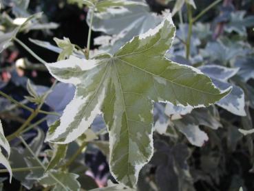 Weißbunter Amberbaum (Liquidambar styraciflua Variegata)