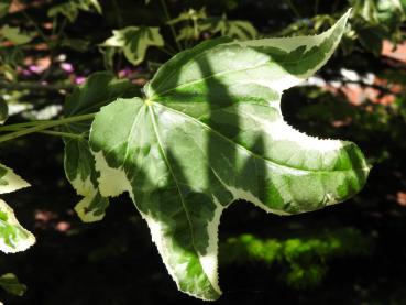 Blatt von Liquidamber styraciflua Variegata