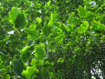 Variegerat tulpanträd, Liriodendron tulipifera Aureomarginatum