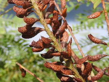 Bastardindigo (Amorpha fruticosa) - die kleinen braunen Schoten enthalten die Samen.