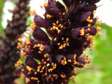 Ein hübscher Kontrast: die dunkel lila Blüten des Bastardindigo (Amorpha fruticosa) mit gelben Staubgefäßen