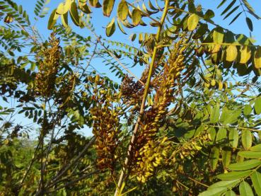 Fruchtstand von Amorpha fruticosa (Aufnahme aus Oktober)