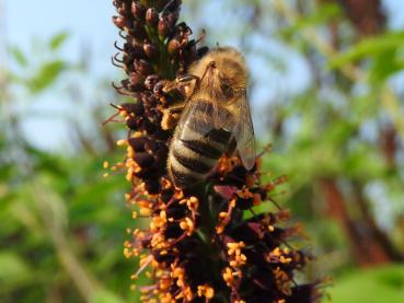 Bienentrachtpflanze Bastardindigo