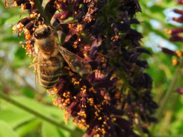 Bastardindigo - Futterpflanze für Bienen und andere Insekten