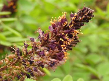 Amorpha fruticosa - Blüten in allen Stadien: von der lila Knospe bis hin zum Fruchtansatz