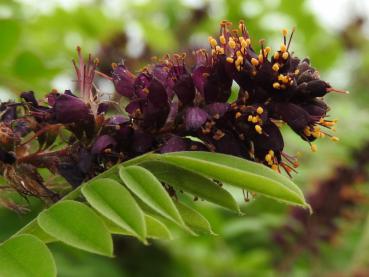 Nahaufnahme der dunkellila Blüten mit gelben Staubgefäßen - Bastardindigo (Amorpha fruticosa)