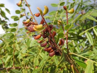 Hülsenfrüchte des Bastardindigo (Amorpha fruticosa)