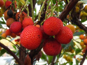 Essbare Früchte bei Arbutus unedo