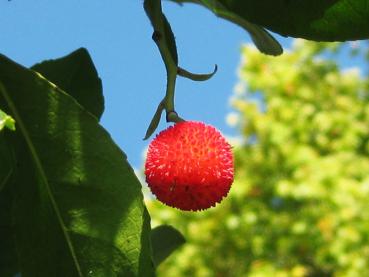 Essbare rote Frucht des Arbutus unedo