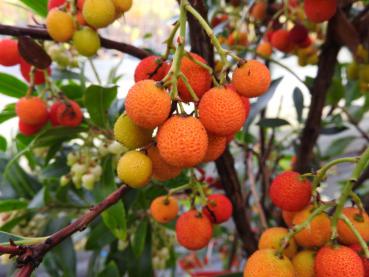 Früchte des Erdbeerbaumes (Arbutus unedo)