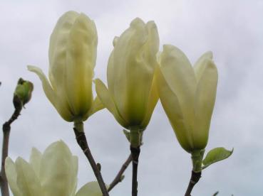 Gold-Magnolie Yellow River - gelbe Blüten