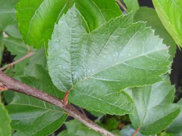 Zierapfel Charlottae mit markantem Laub