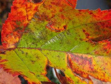 Herbstlaub des Malus Charlottae