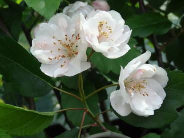 Hübsche Blüten des Zierapfels Charlottae