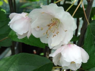 Blüten von Malus coronaria Charlottae