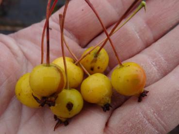 Zieräpfel von Malus Crimson Brilliant (Aufnahme aus Anfang November)