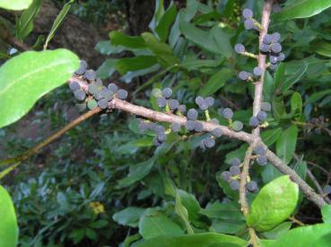 Die blauen Früchte des Amerikanischen Gagelstrauchs haften lange am Strauch.