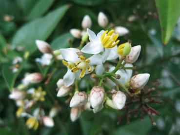 Weiße Blüten der Nandina domestica