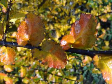 Die Blätter der Pfennig- oder Südbuche färben sich im Herbst gelb.