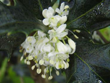 Duftende, weiße Blüte bei Osmanthus heterophyllus