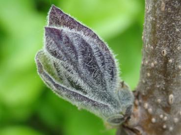 Frischer Austieb einer Paulownia tomentosum