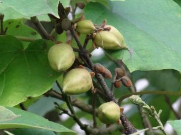 Paulownia tomentosum: Früchte im Oktober
