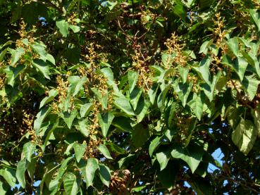 Blütenknospen und alte Früchte des Blauglockenbaums im September