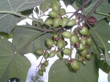 Der Blauglockenbaum, Kiribaum trägt kapselartige Früchte.