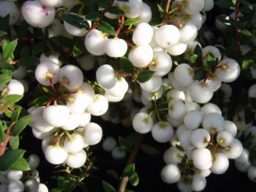 Pernettya mucronata Alba, Vit bärljung, Gaultheria mucronata Alba