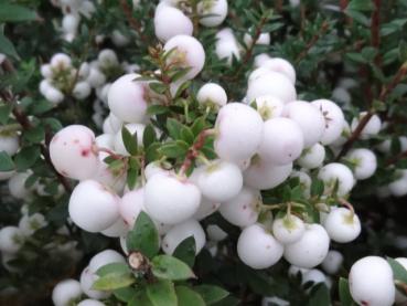 Pernettya mucronata Alba, Vit bärljung, Gaultheria mucronata Alba