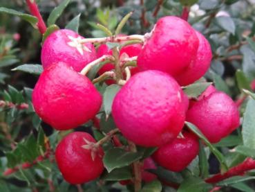 Pernettya mucronata Coccinea mit rotem Fruchtschmuck