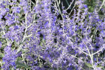Lila Blüten der Perovskia superba Blue Spire