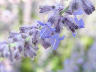 Blauraute - Nahaufnahme der lila Blüte