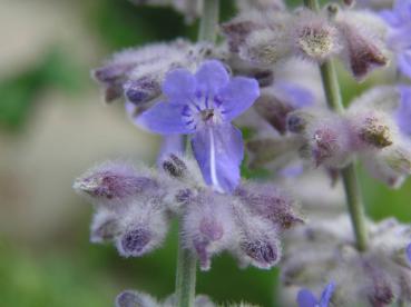 Perovskia superba Blue Spire - kleine, aromatisch duftende Blüten