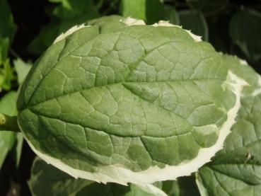 Philadelphus coronarius Variegatus, Sommerlaub