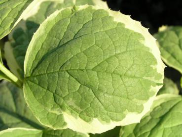 Sommerlaub von Philadelphus coronarius Variegatus