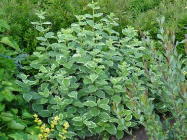 Philadelphus coronarius Variegatus: Kleiner Strauch in einer Anlage