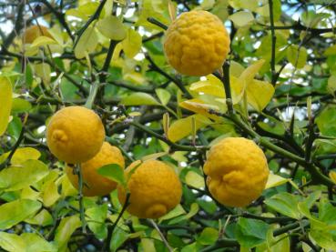Poncirus trifoliata mit reifen gelben Zitrusfrüchten