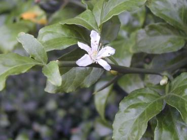 Die duftende, weiße Blüte von Poncirus trifoliata